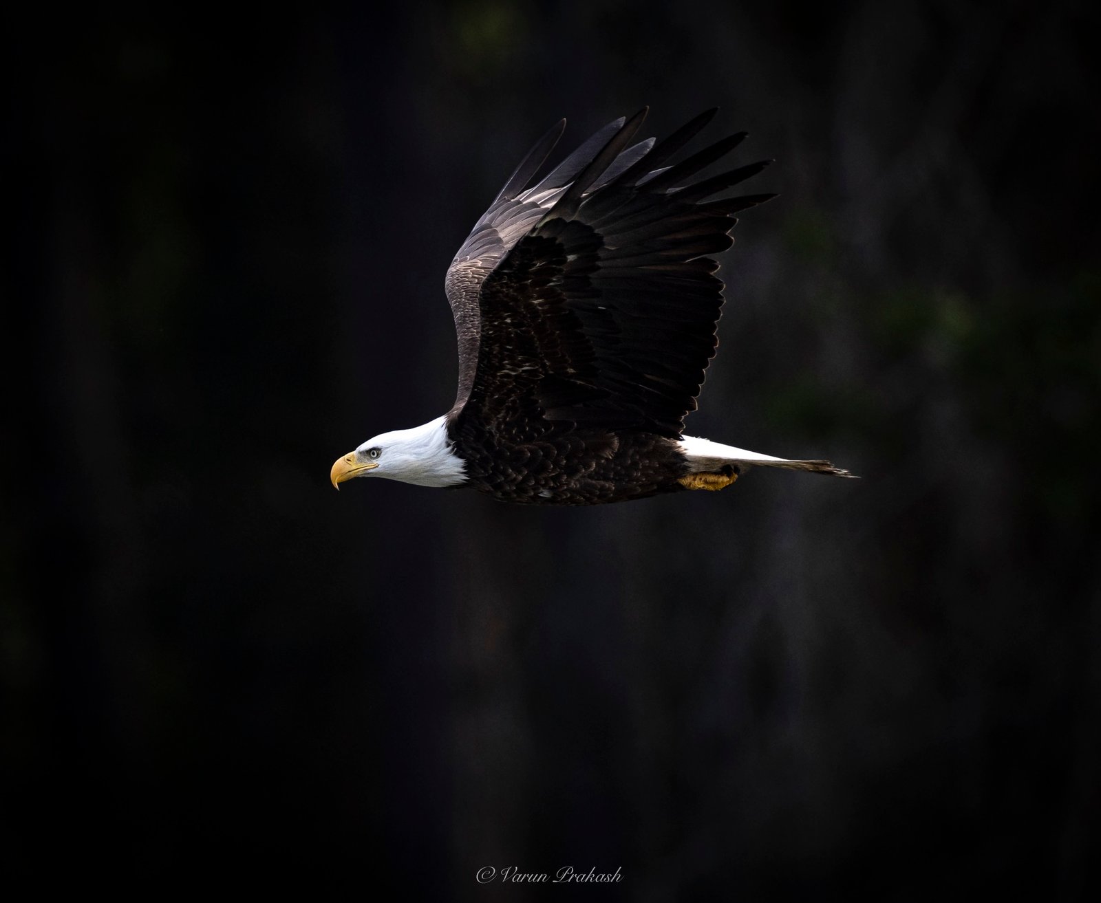 Bald eagle in flight over dark forest, wings fully extended.