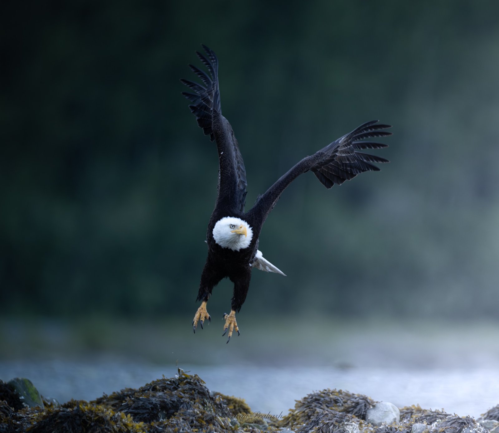 Bald eagle coming in to land over water, wings spread, talons dropping.