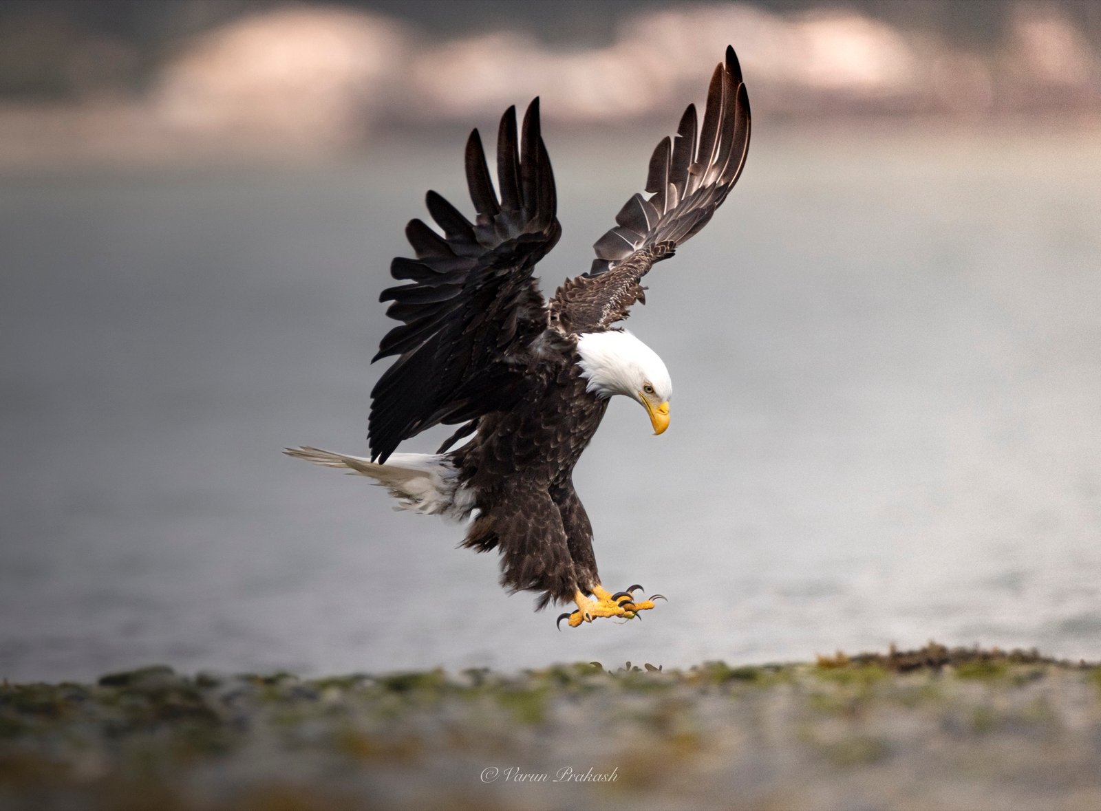 Bald eagle landing with wings raised and talons extended over water.