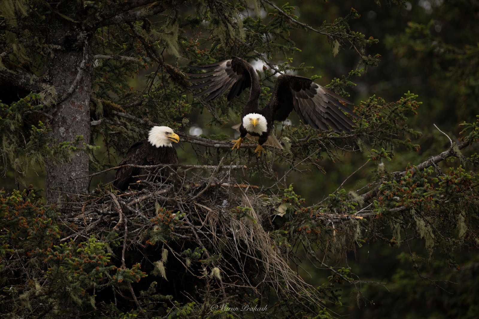 Two bald eagles at a large nest in a conifer, one landing with wings raised.