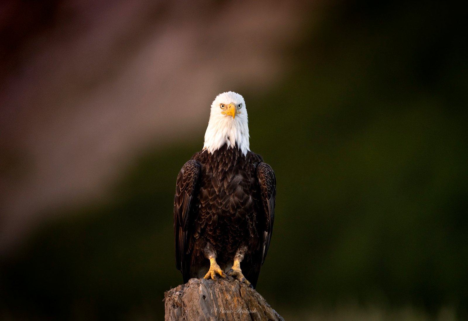 Bald eagle perched on a weathered stump, facing the camera.
