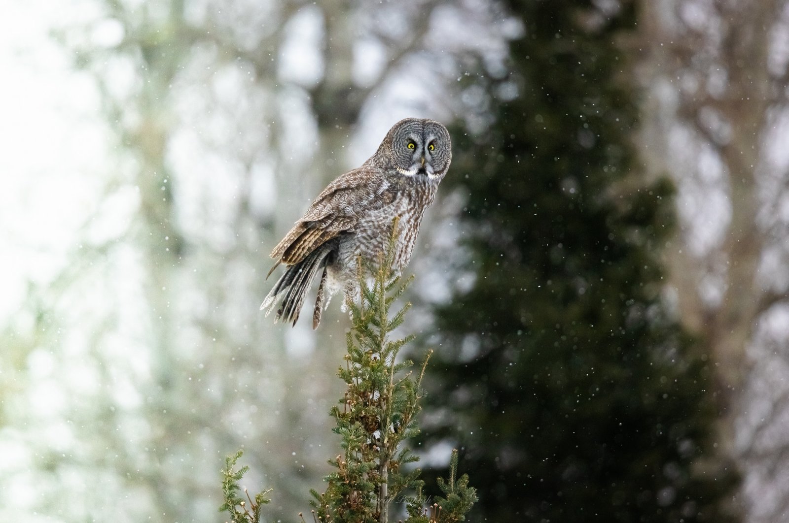Great grey owl perched on top of a conifer, snow falling around it.