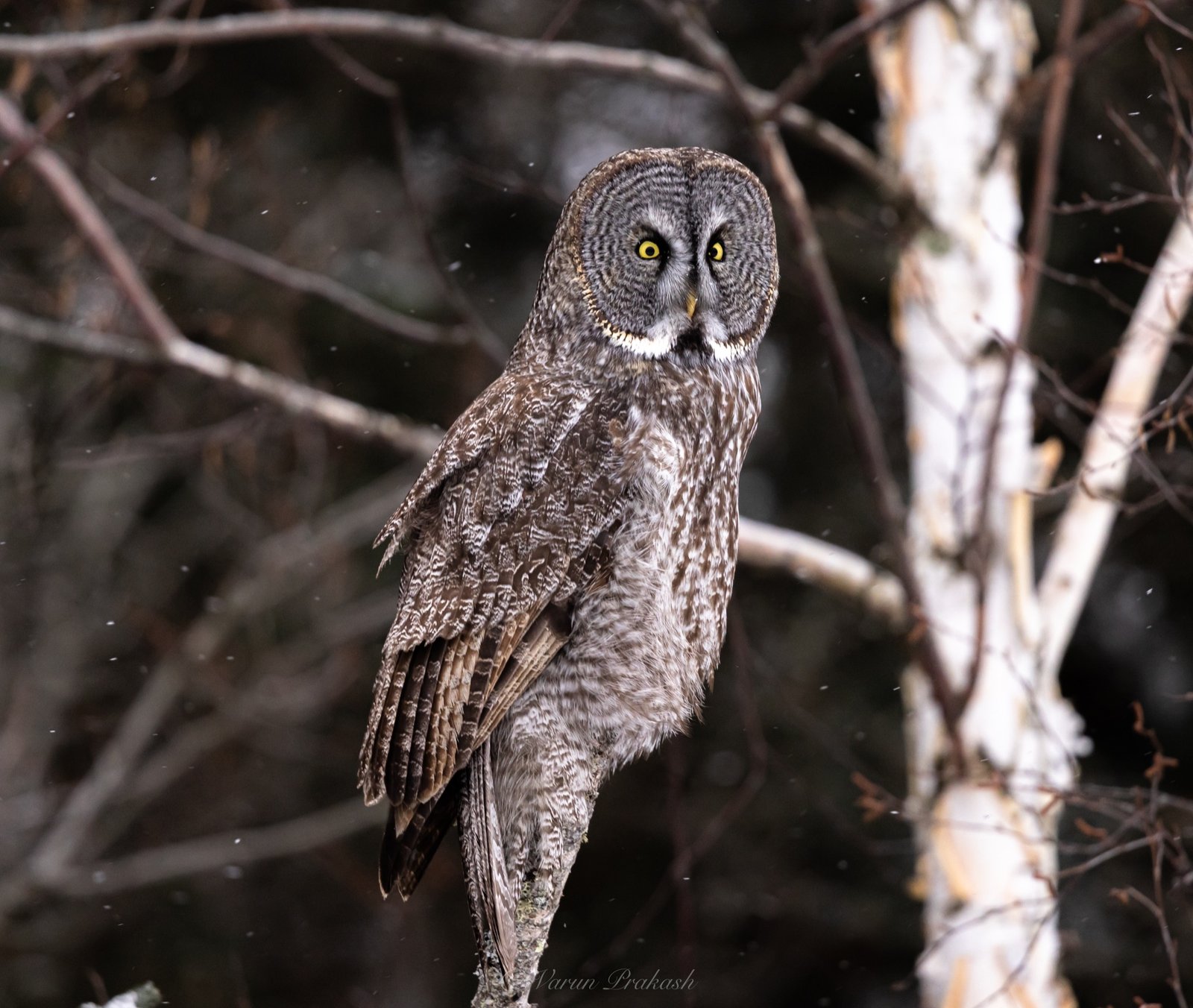 Great grey owl perched among bare branches in the snow, watching the camera.