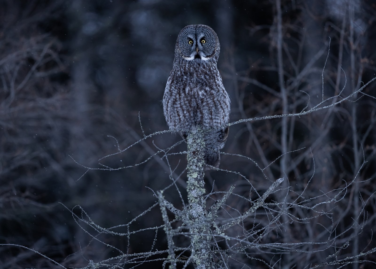 Great grey owl perched on a lichen-covered branch in blue dusk light.