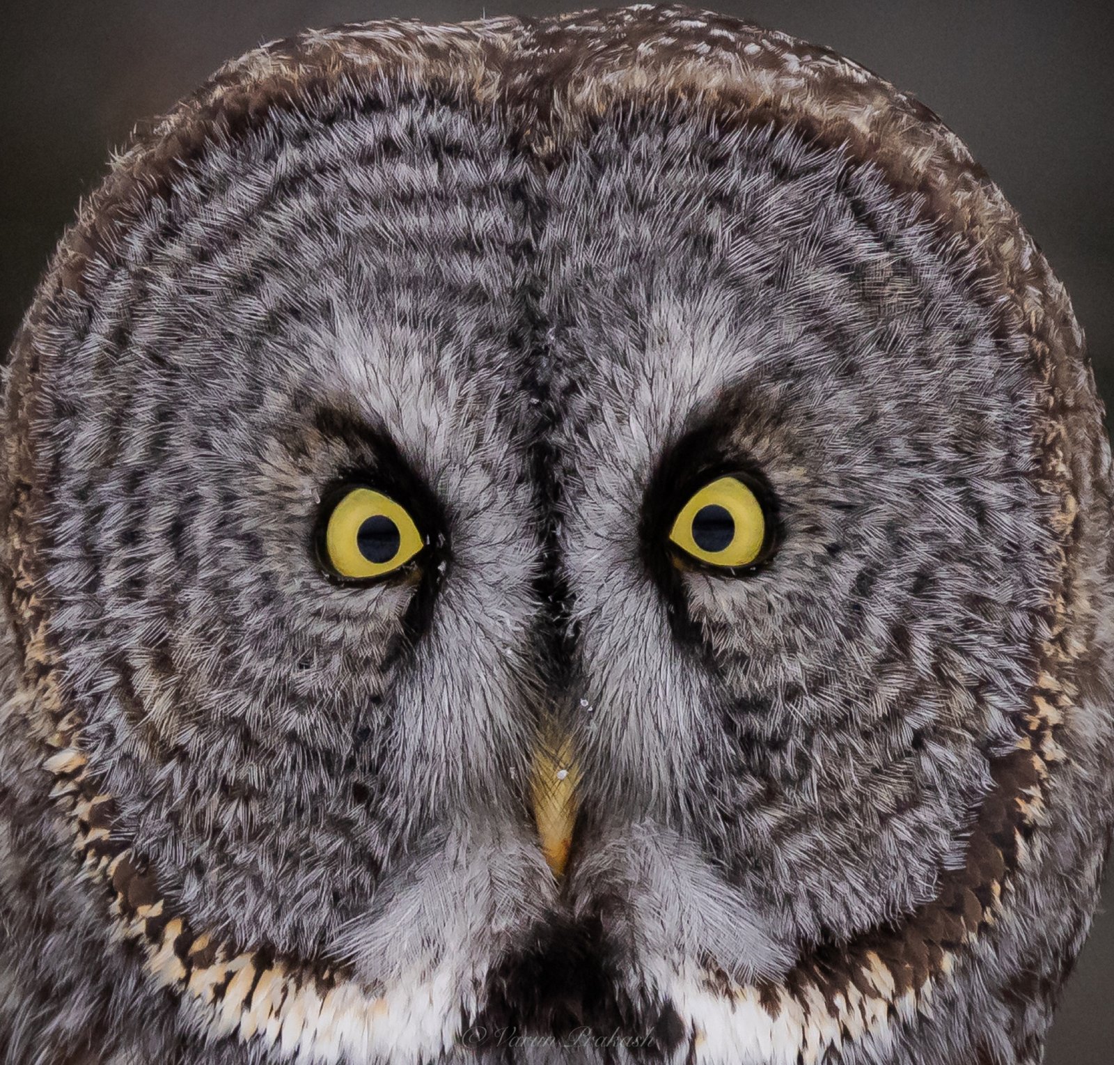 Extreme close-up of a great grey owl's facial disc, symmetrical grey rings around small yellow eyes.