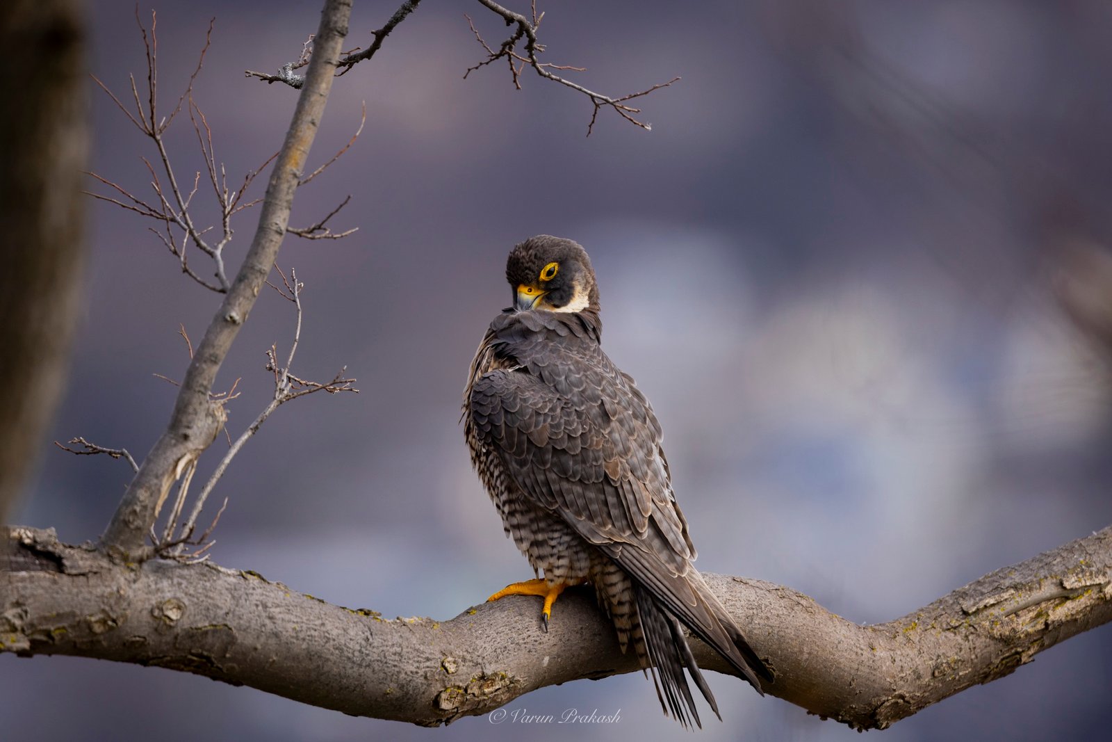 Peregrine falcon perched on a branch in profile, dark helmet head marking and yellow eye-ring visible.
