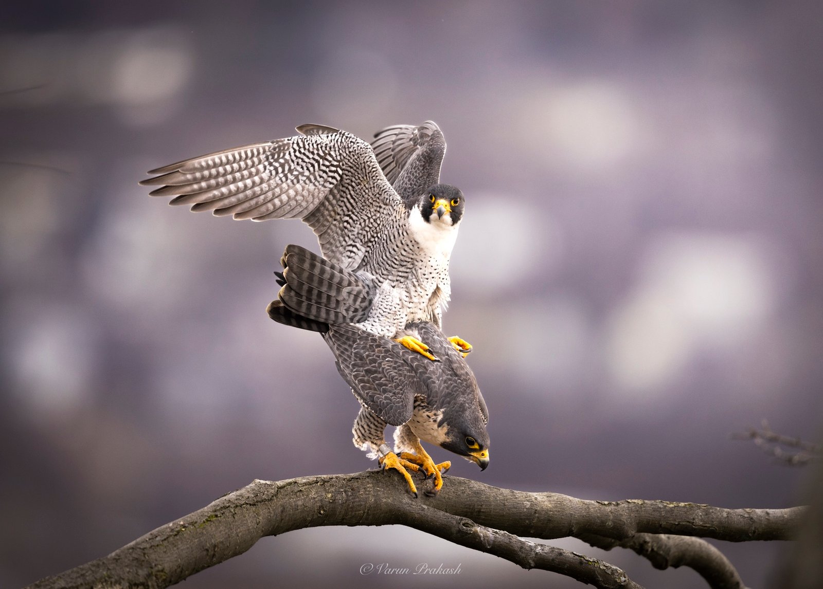 Two peregrine falcons interacting on a branch, one above the other with wings raised.