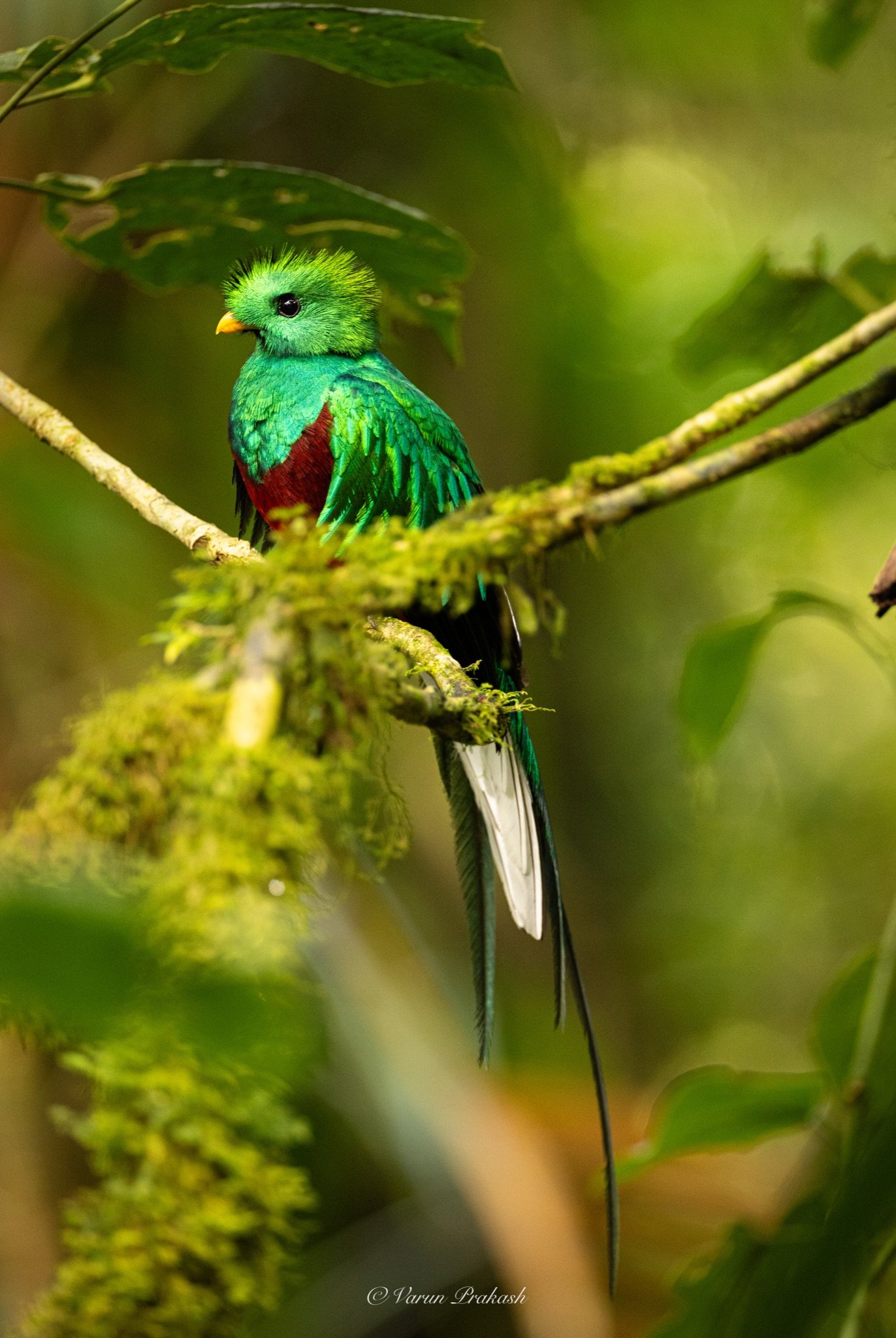 Resplendent quetzal with long tail streamers, perched under a large leaf.