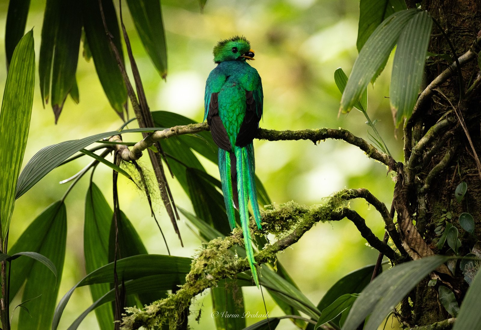Resplendent quetzal looking back over its shoulder from a mossy branch.