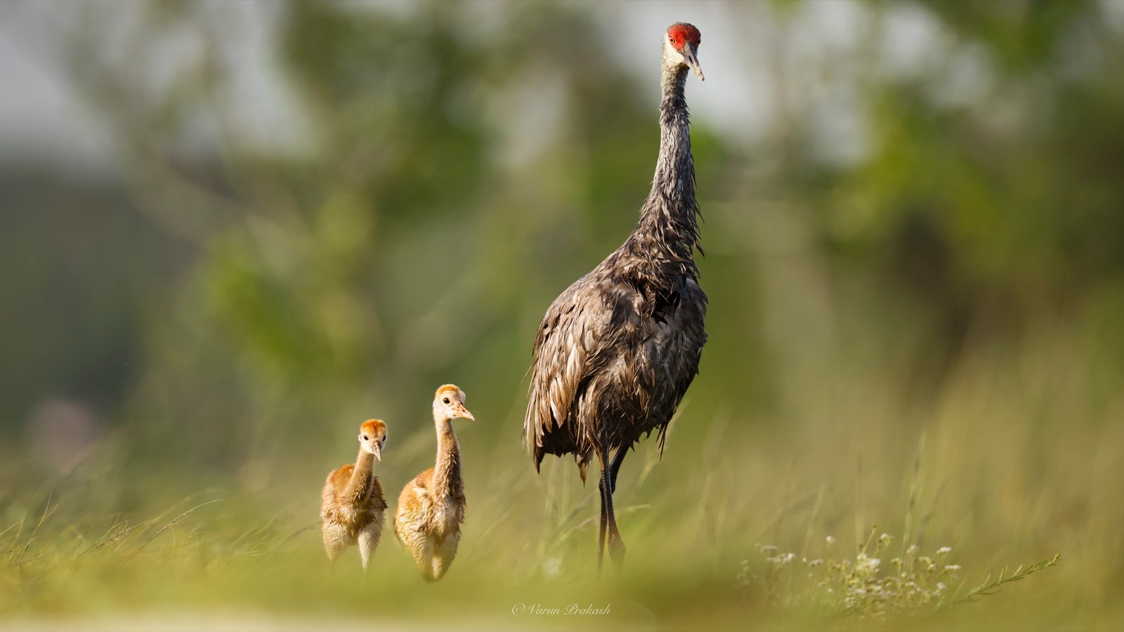 Sandhill crane adult walking through grass with two young chicks.