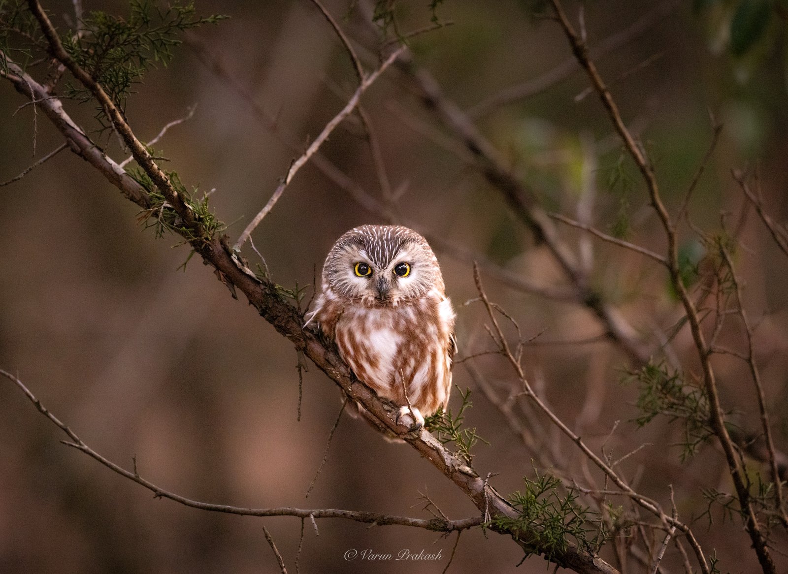 Northern saw-whet owl perched on a thin branch, large yellow eyes looking at the camera.