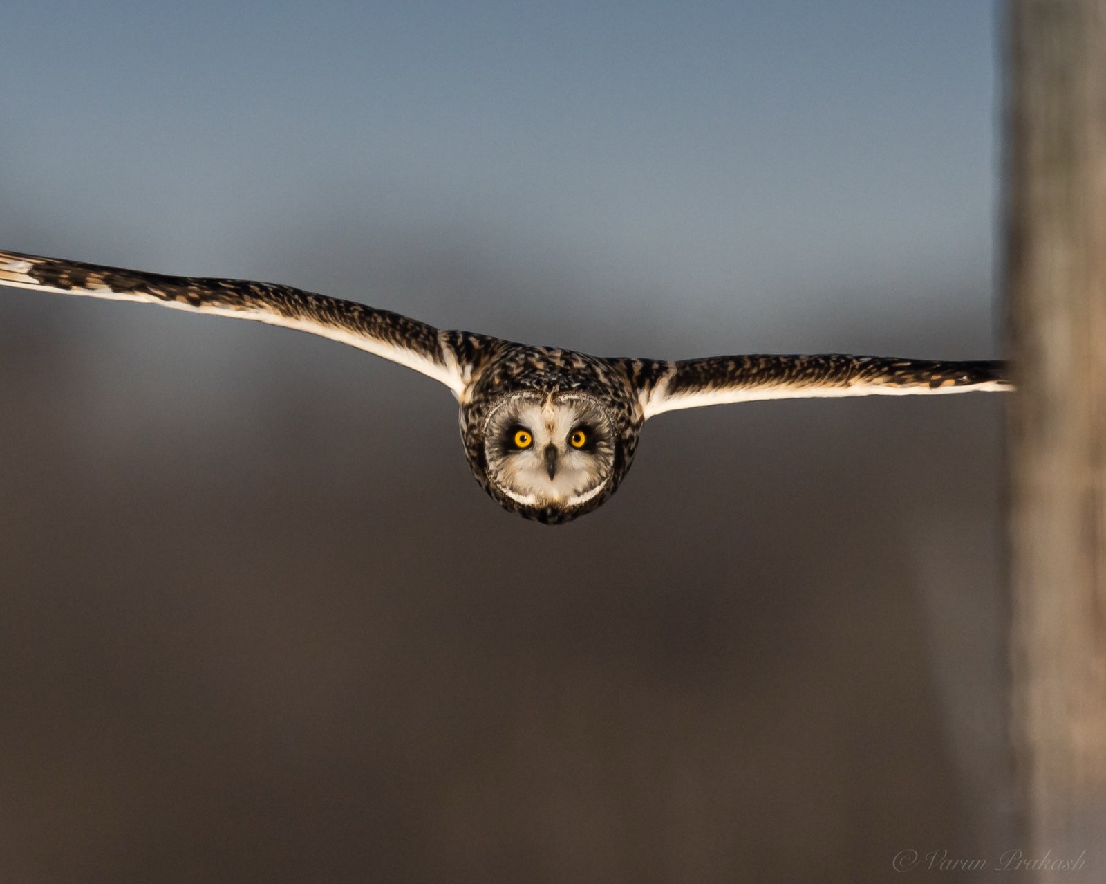 Short-eared owl flying low and level, wings fully spread, looking straight at the camera.