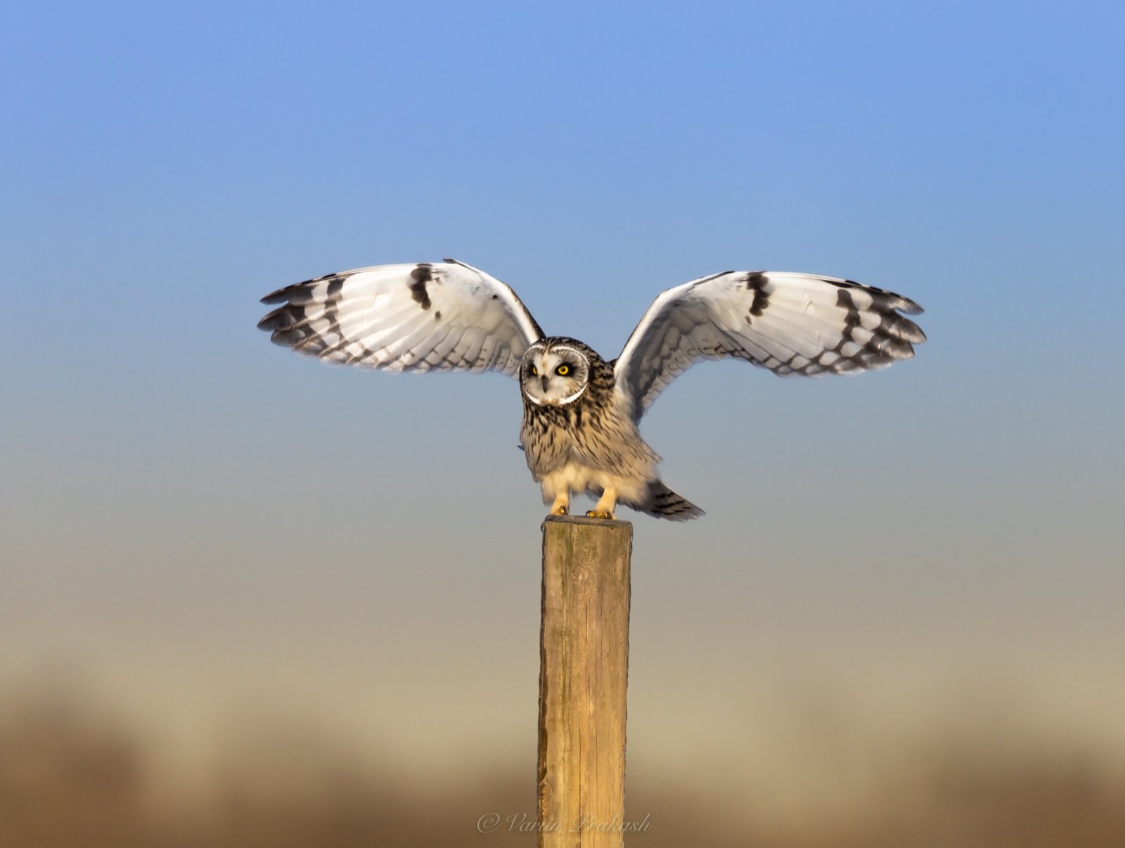 Short-eared owl landing on a wooden fence post, wings raised overhead.