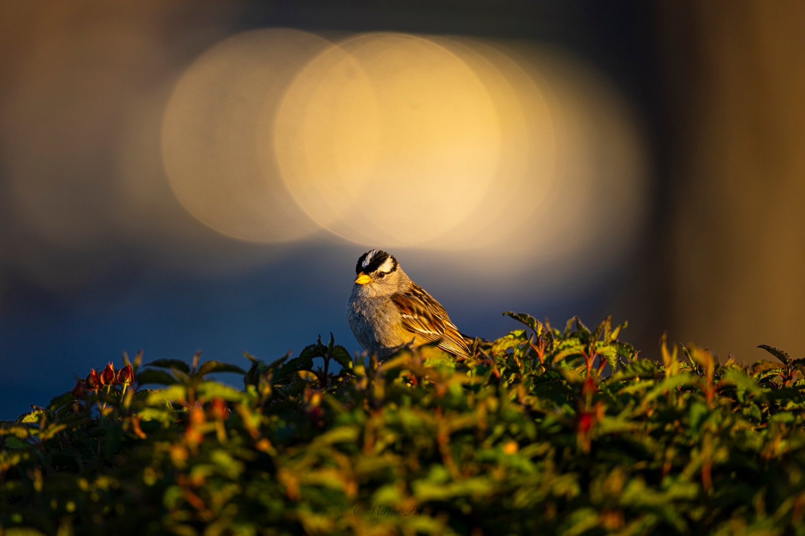 White-crowned sparrow perched on foliage with soft, glowing bokeh behind it.