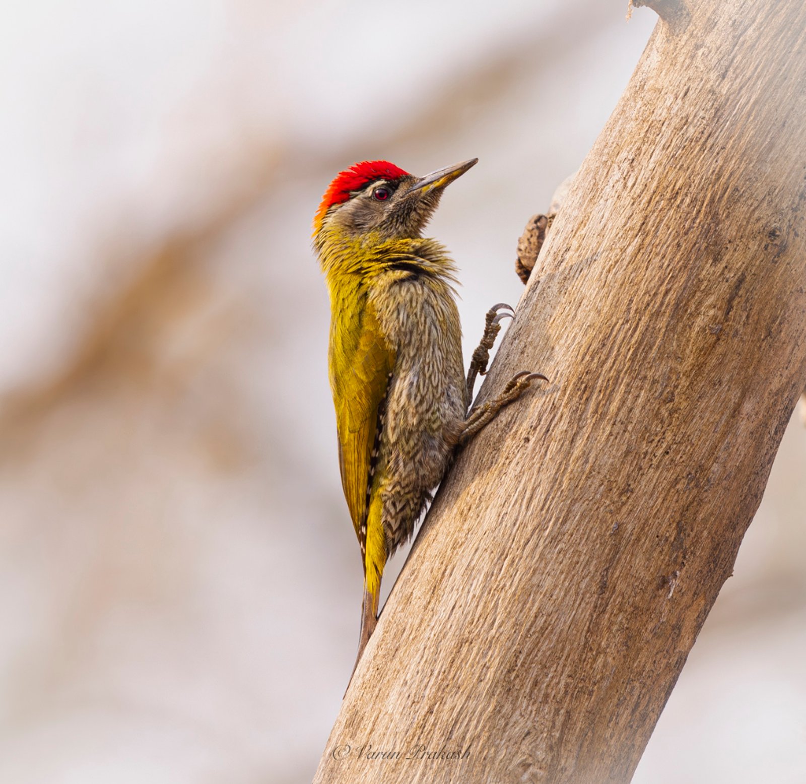 Grey-headed woodpecker on a tree trunk, red crown and olive-yellow body.