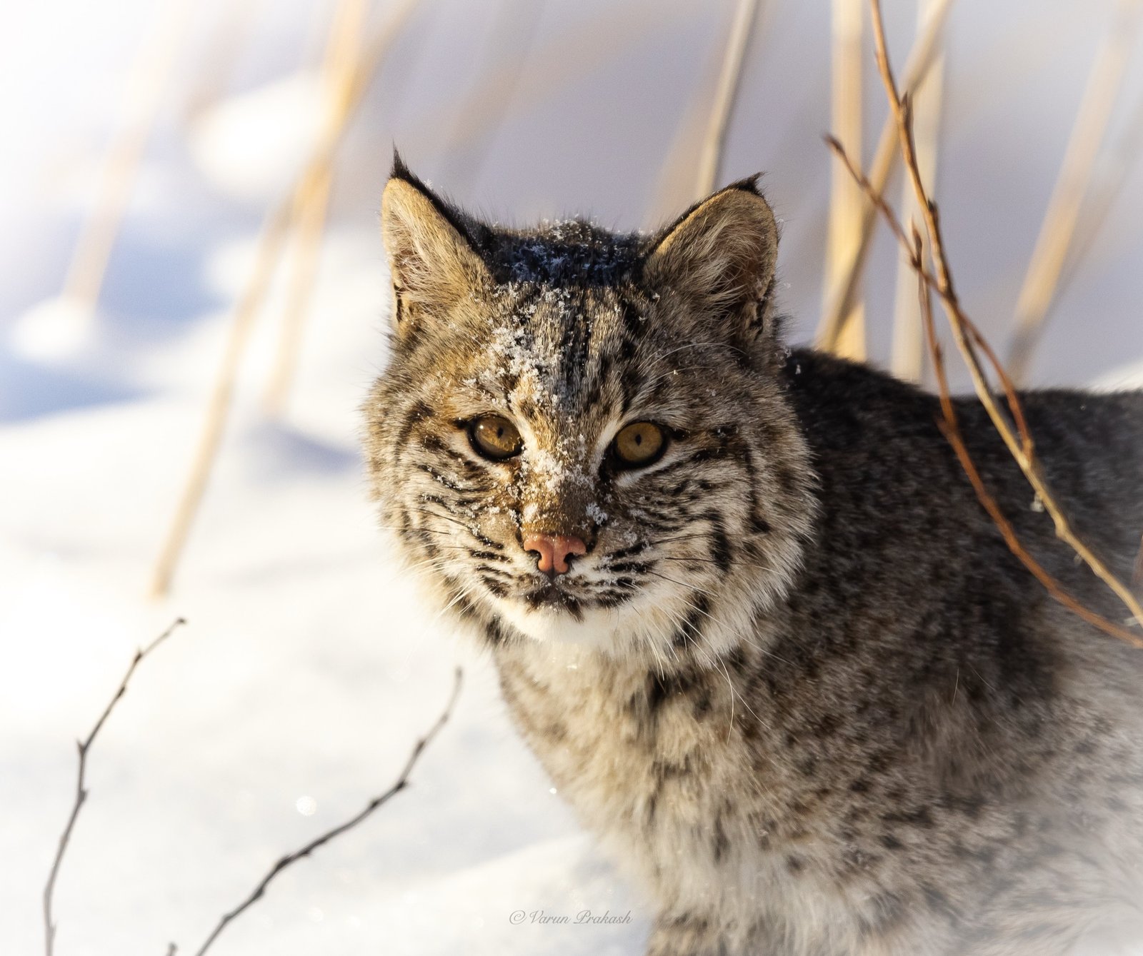 Bobcat face close-up, snow dusted on its fur, alert expression.