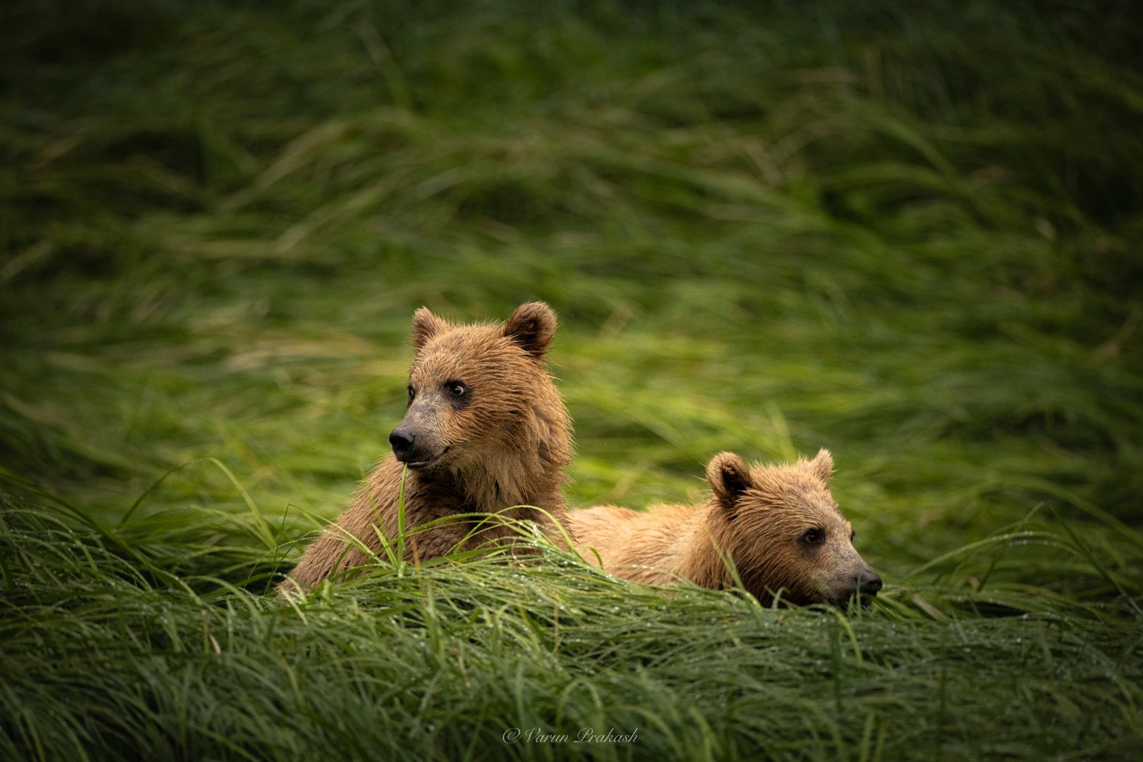 Two brown bear cubs resting together in tall grass.