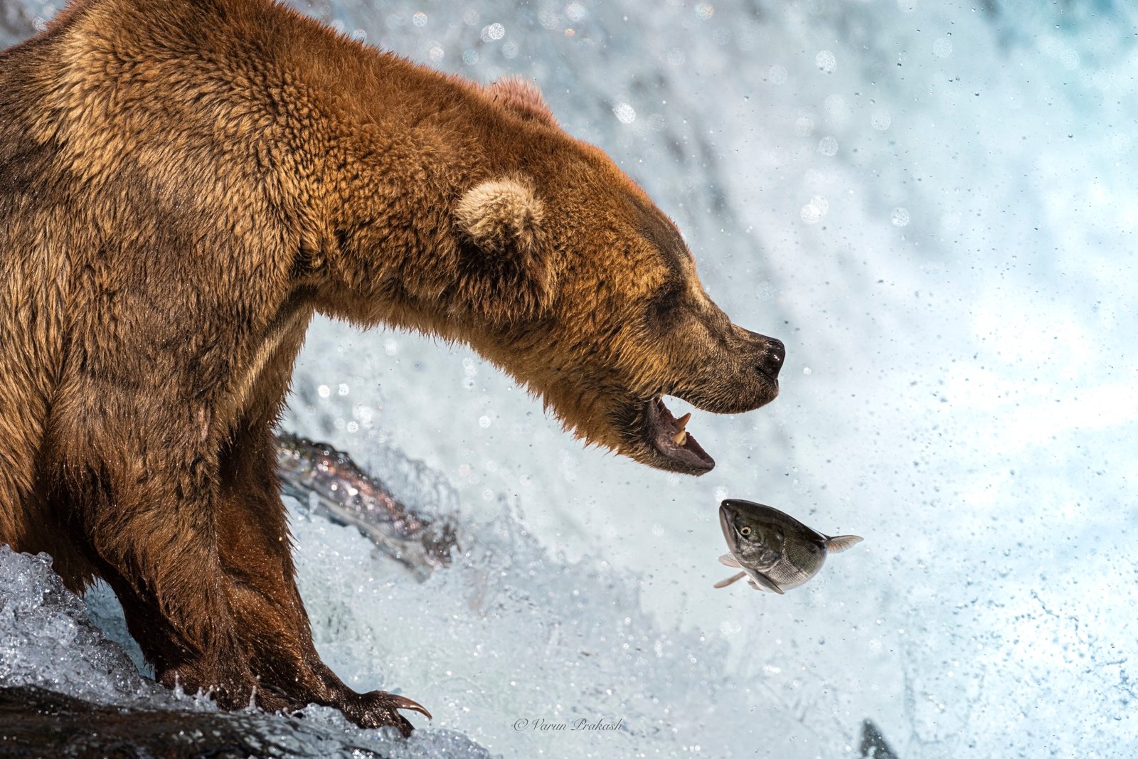 Brown bear at a waterfall snapping at a salmon leaping through the air.
