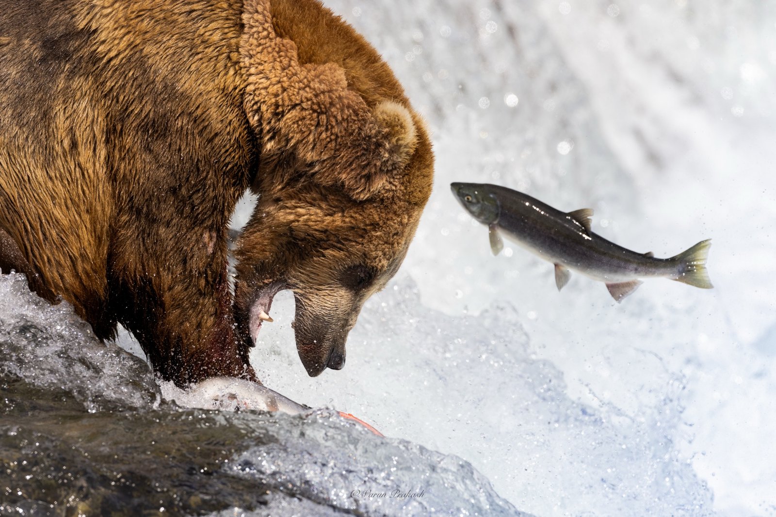 Close view of a brown bear with a salmon at its mouth mid-catch.