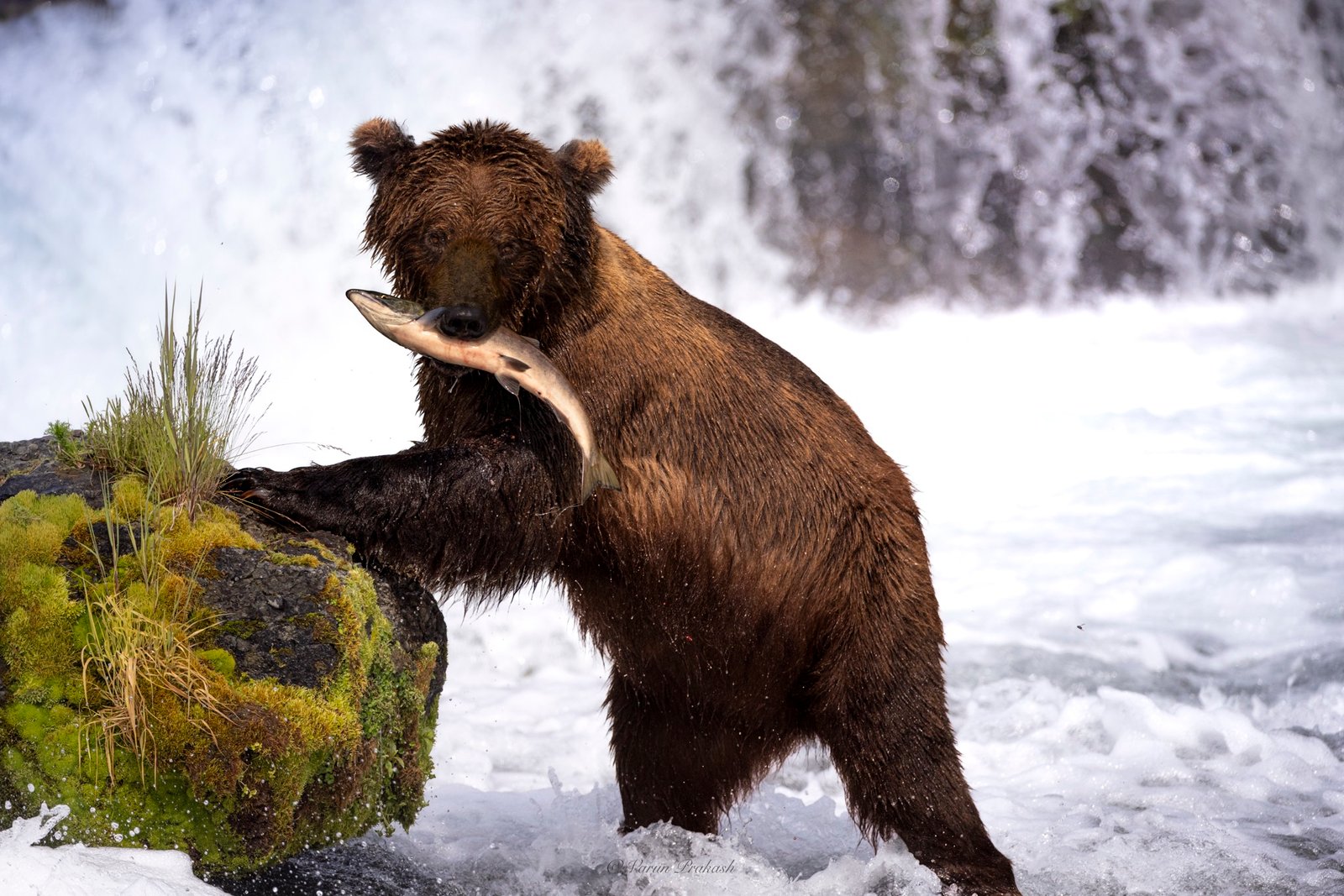 Brown bear standing at a waterfall holding a freshly caught salmon in its mouth.