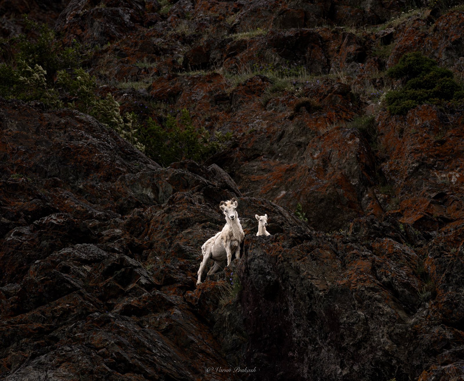 Dall sheep ewe and lamb standing on a steep, rocky cliff face.