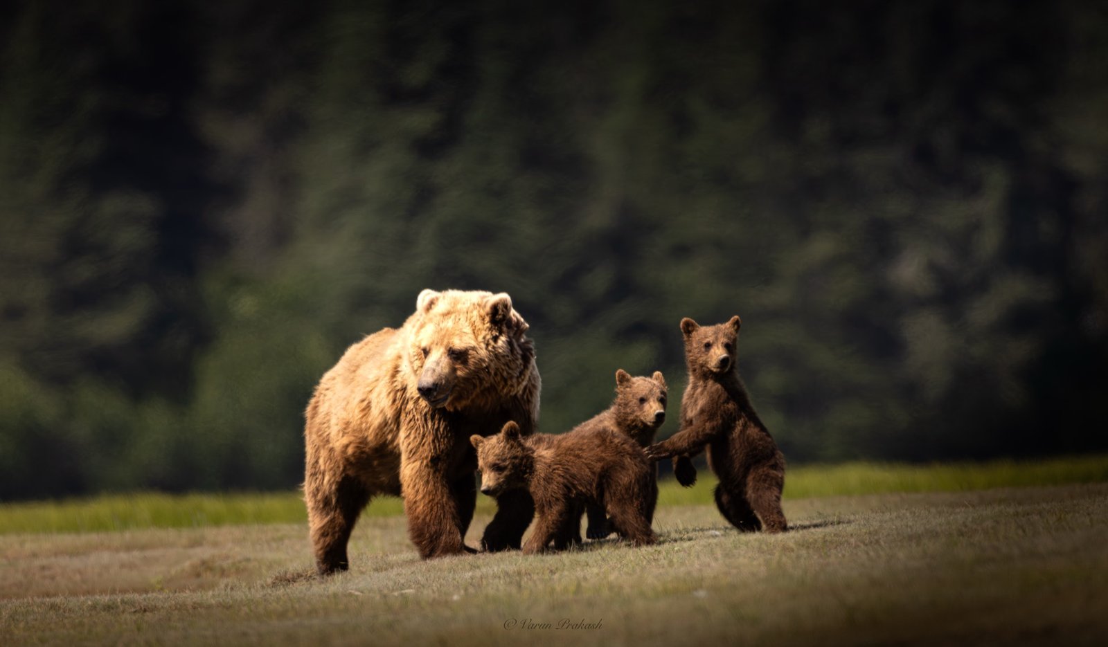 Grizzly bear sow walking with three cubs across a clearing.