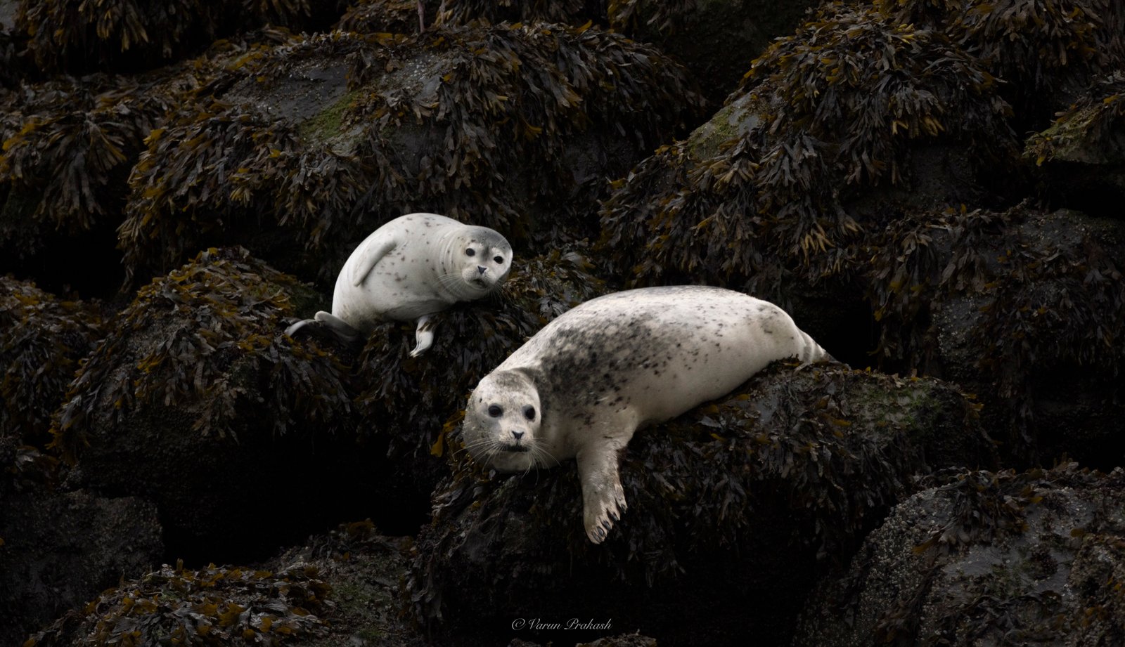 Two harbor seals hauled out on kelp-covered rocks.
