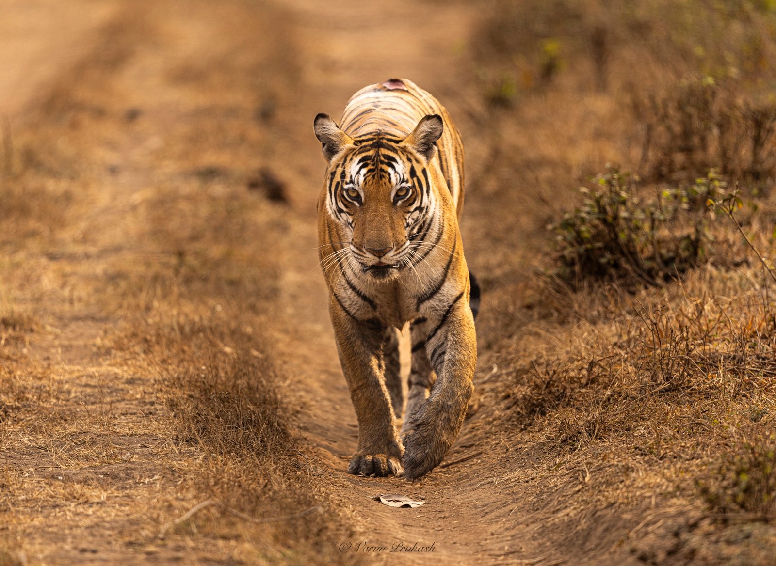 Bengal tiger walking directly toward the camera along a dirt track.