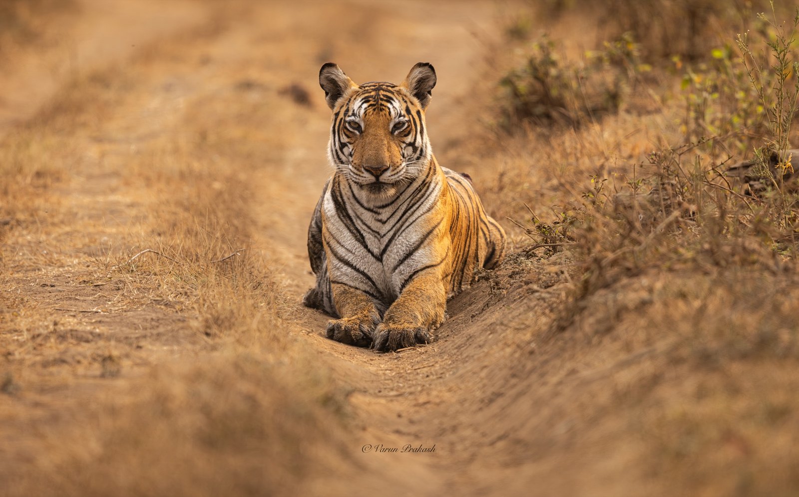 Bengal tiger resting on a dirt track, looking directly at the camera.