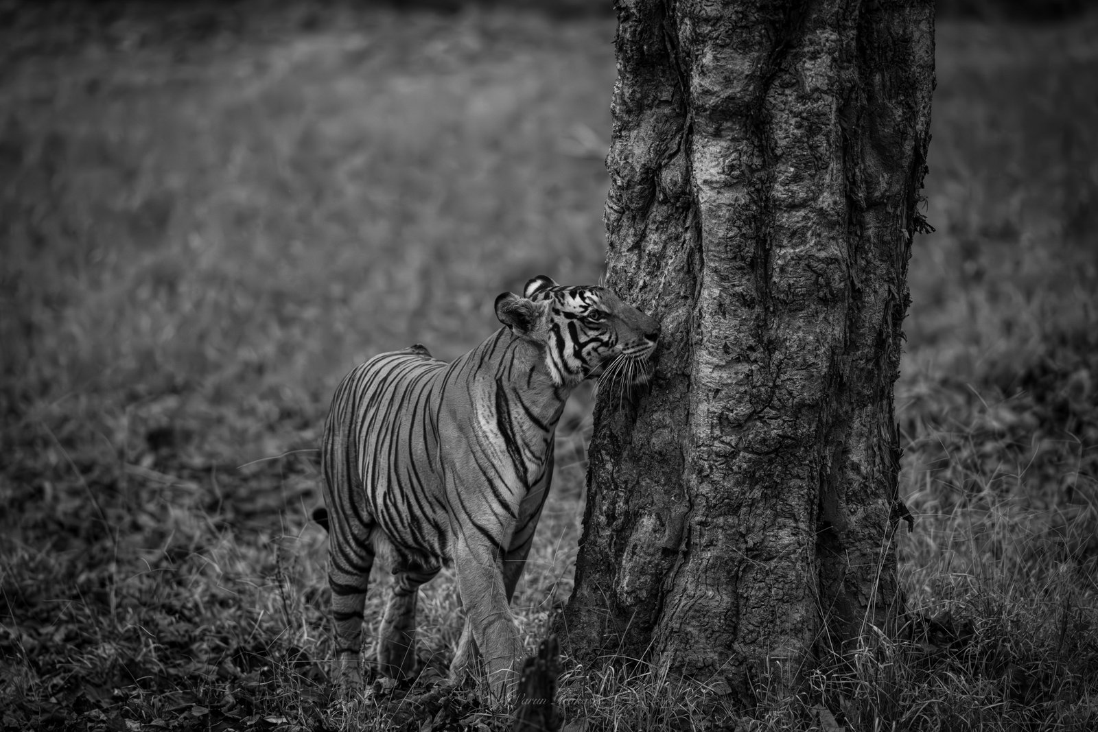 Black and white photograph of a Bengal tiger beside a large tree trunk.